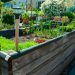 Raised-Garden-Bed