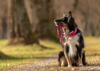 Rechargeable-Dog-Trainer-Ecollar